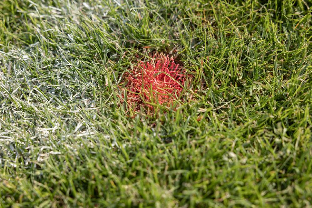 Saller saller Spielfeld Markierungshilfe Riesige Rabatte