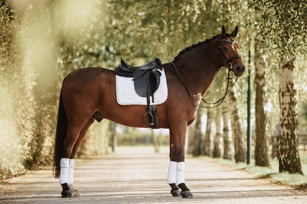 Spooks Dressage Pad Annber Bis zu 55% Rabatt