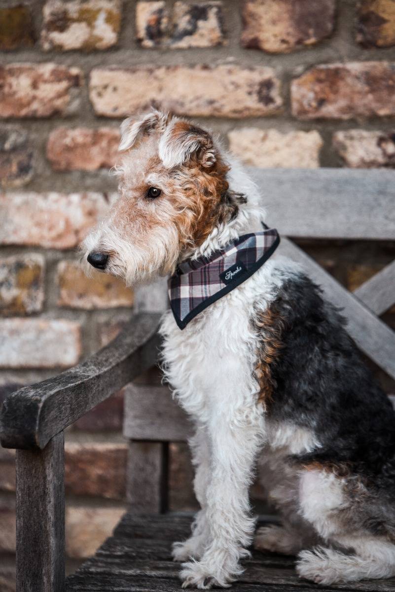 Spooks Dog Necker Chief Super Rabatt