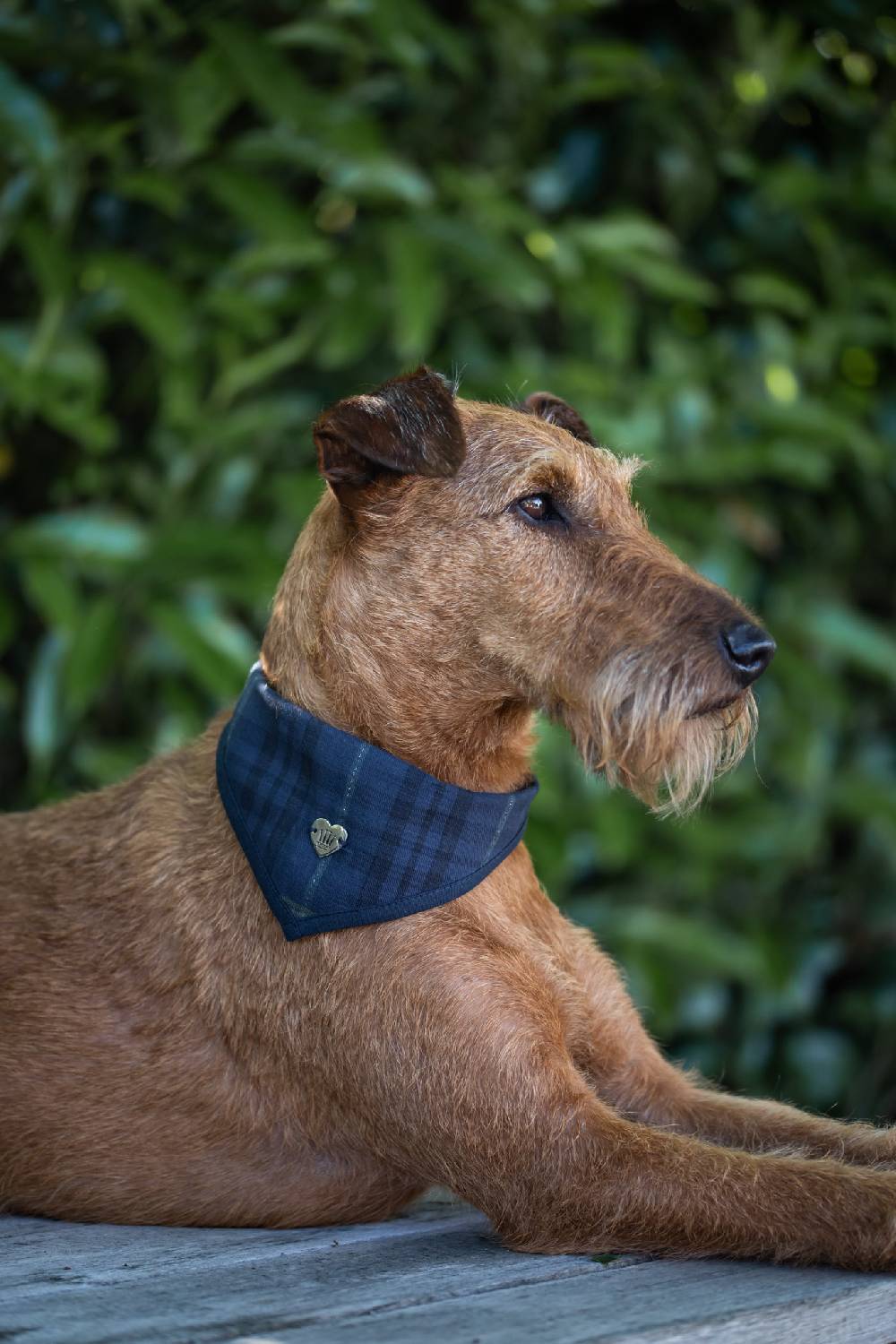 Spooks Dog Bandana Will Begrenzt auf 3 Tage