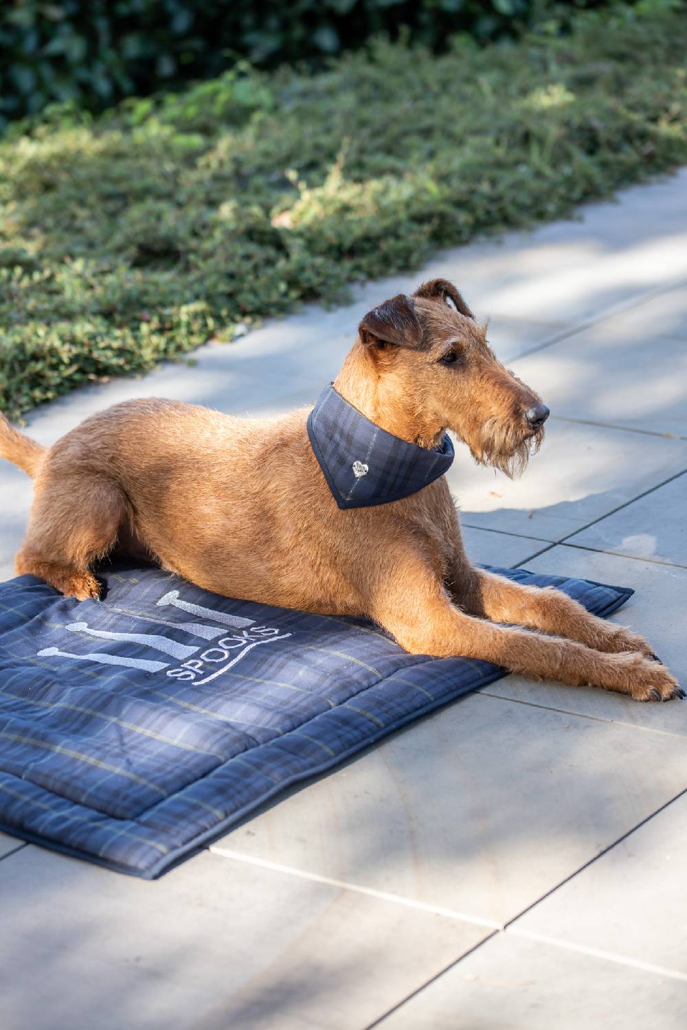 Spooks Dog Bandana Will Begrenzt auf 3 Tage
