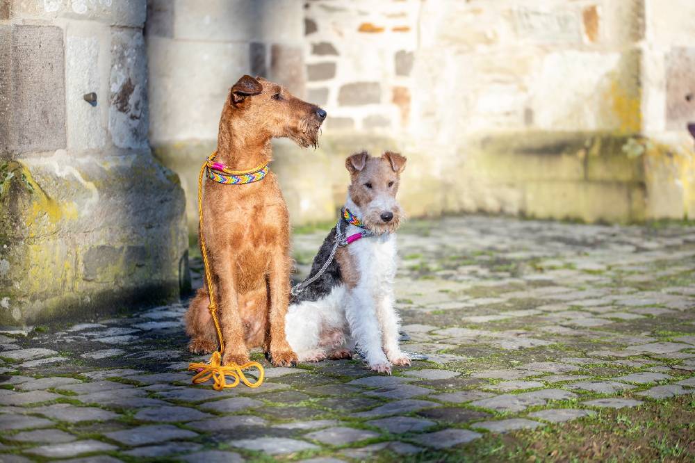 Spooks Hundehalsband Beads Black Friday Preise