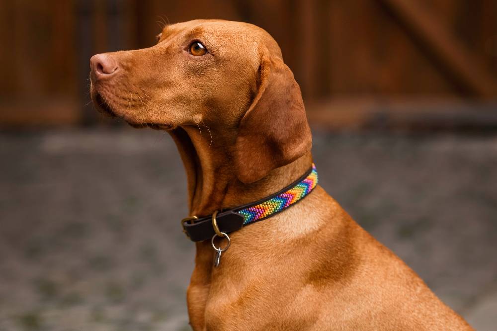 Spooks Hundehalsband Beads Black Friday Preise
