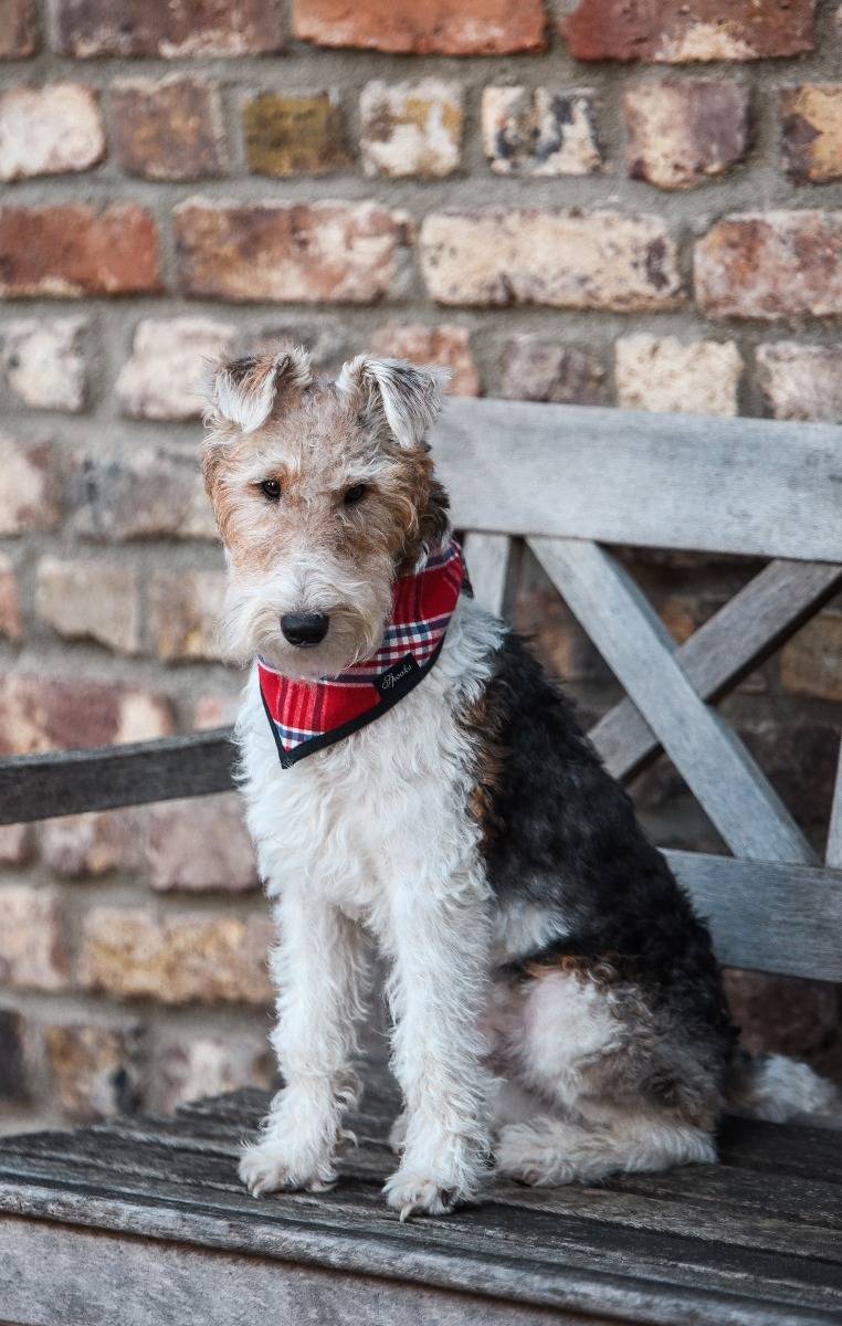 Spooks Dog Necker Chief Zeitlich begrenztes Angebot