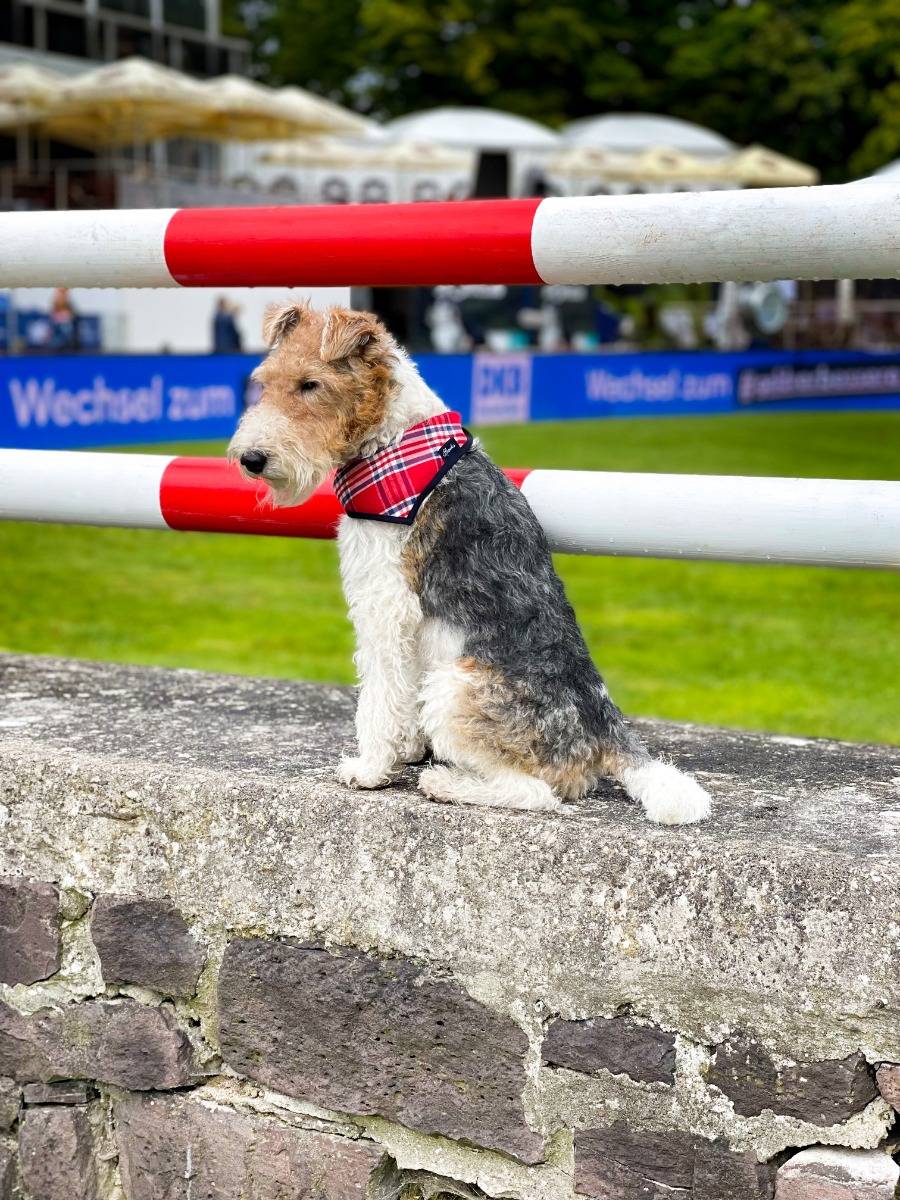 Spooks Dog Necker Chief Zeitlich begrenztes Angebot