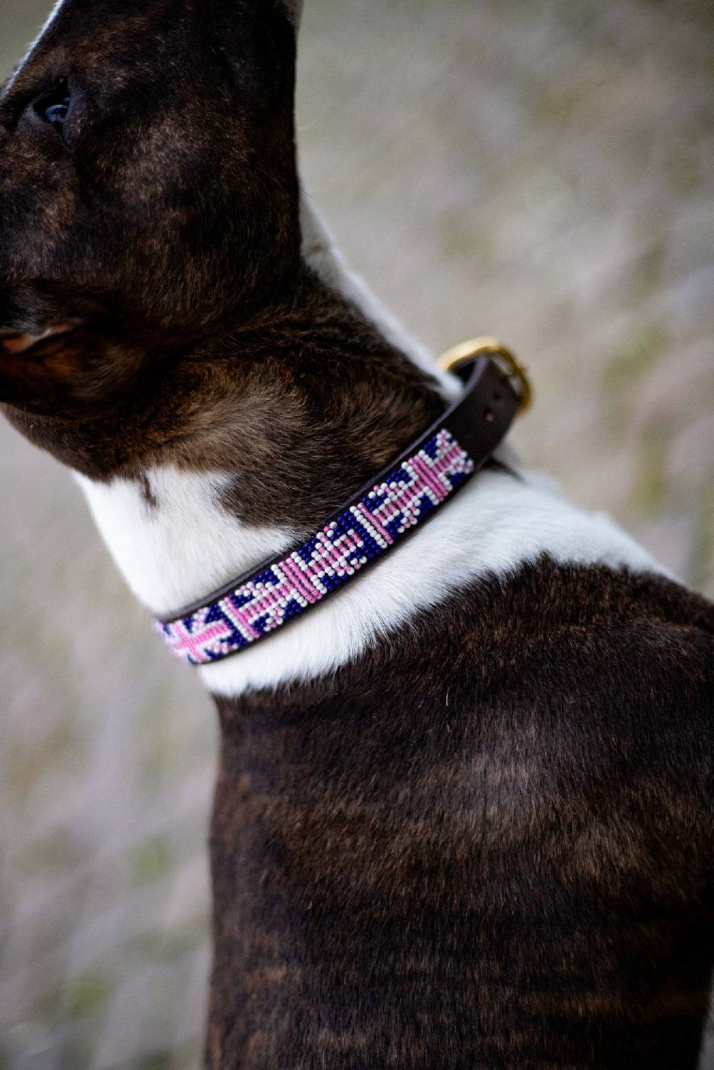 Spooks Hundehalsband Beads Blitzangebot