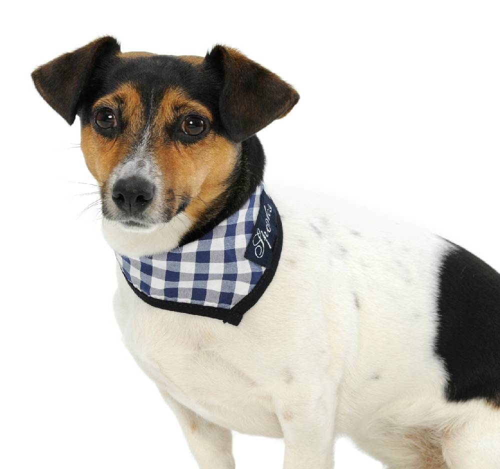 Spooks Dog Necker Chief Begrenzte Freigabe