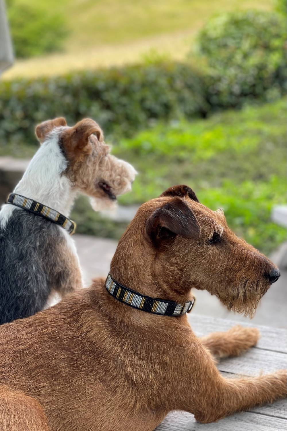 Spooks Hundehalsband Beads Letzte 3 Tage