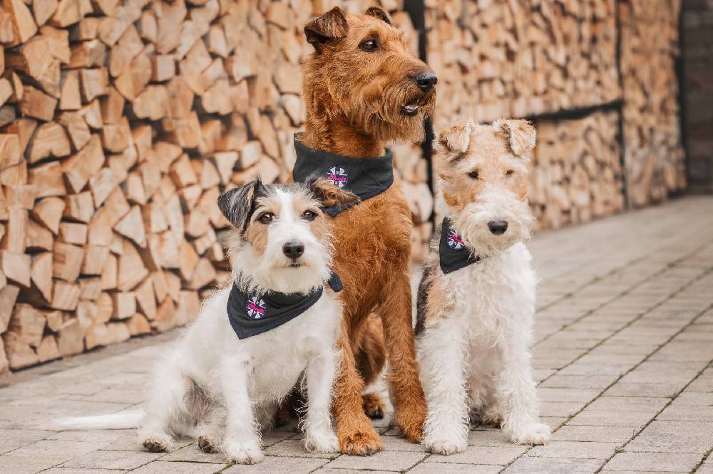 Spooks Dog Bandana Neueste Stile