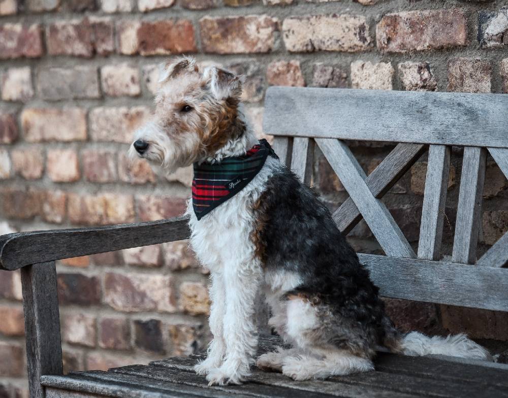 Spooks Dog Necker Chief Letzte 2 Tage