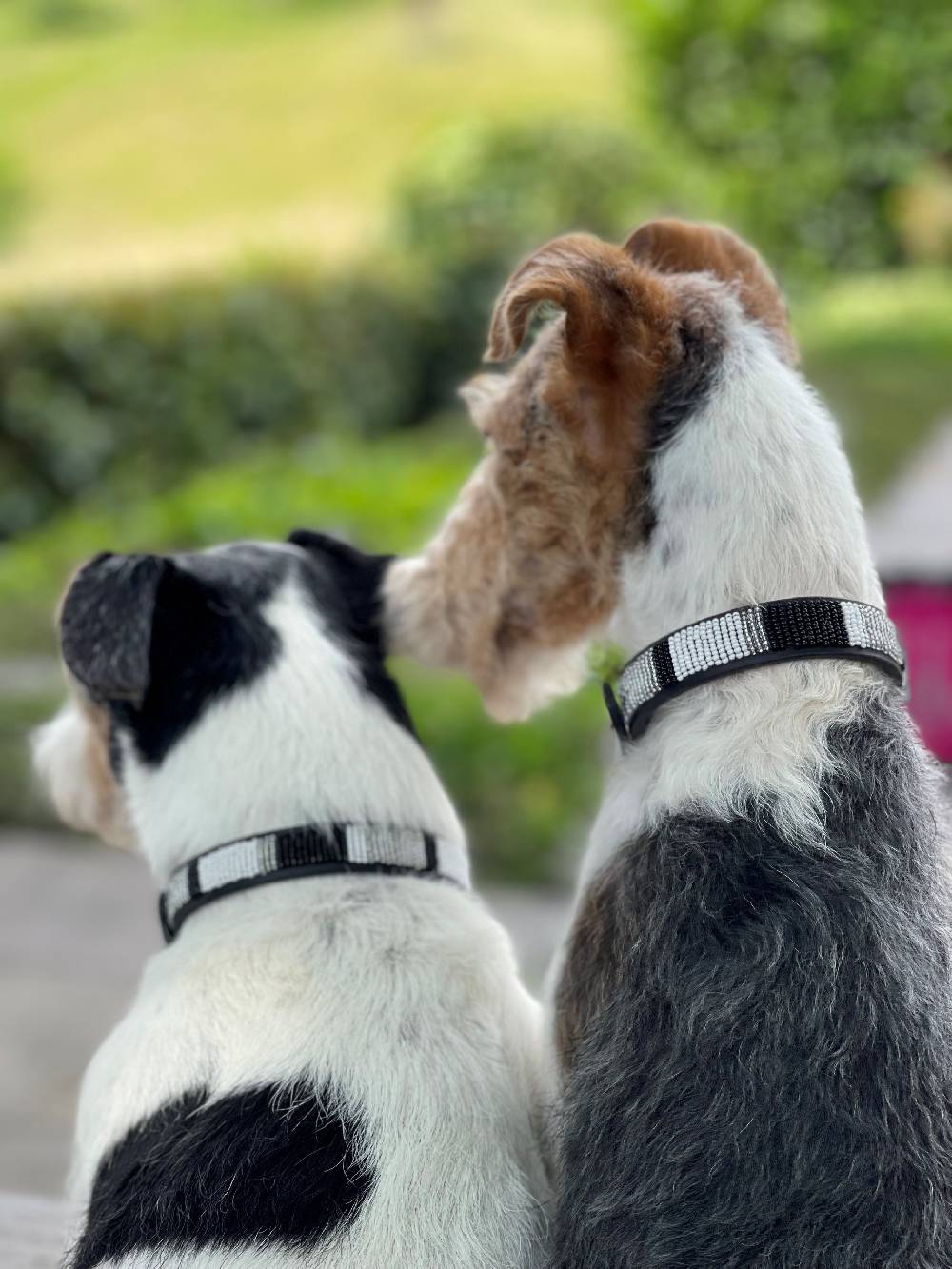Spooks Hundehalsband Beads Bis zu 65% Rabatt
