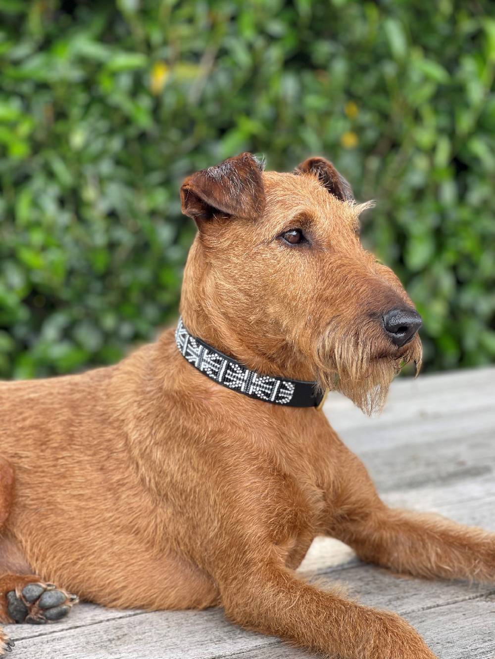 Spooks Hundehalsband Beads Vierteljährliche Förderung