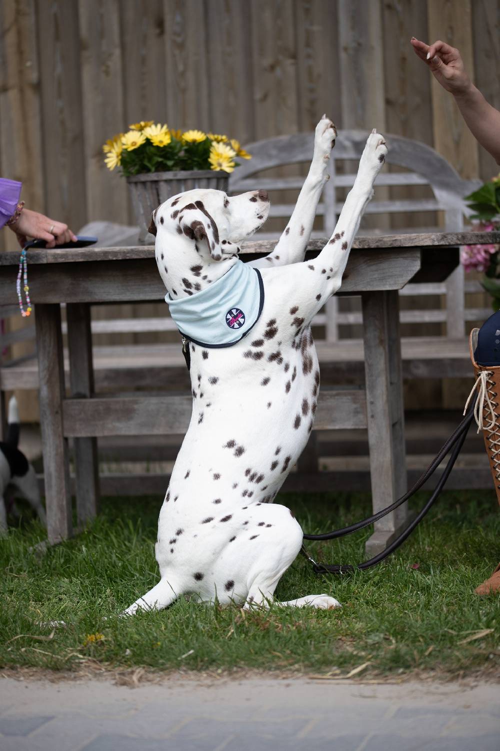 Spooks Dog Bandana
