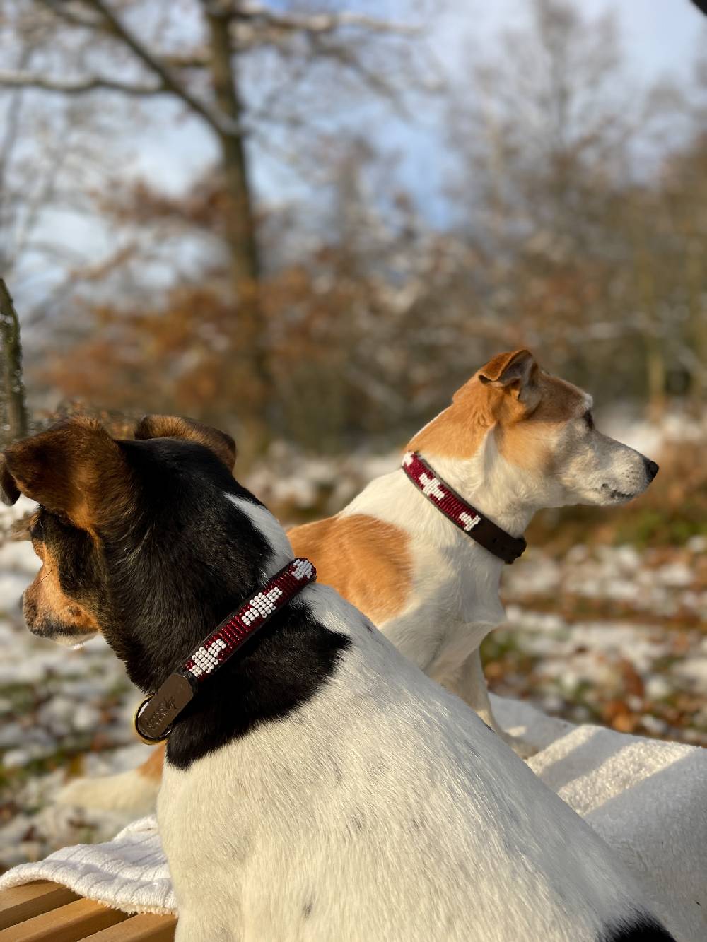 Spooks Dog Collar Beads Super Rabatt