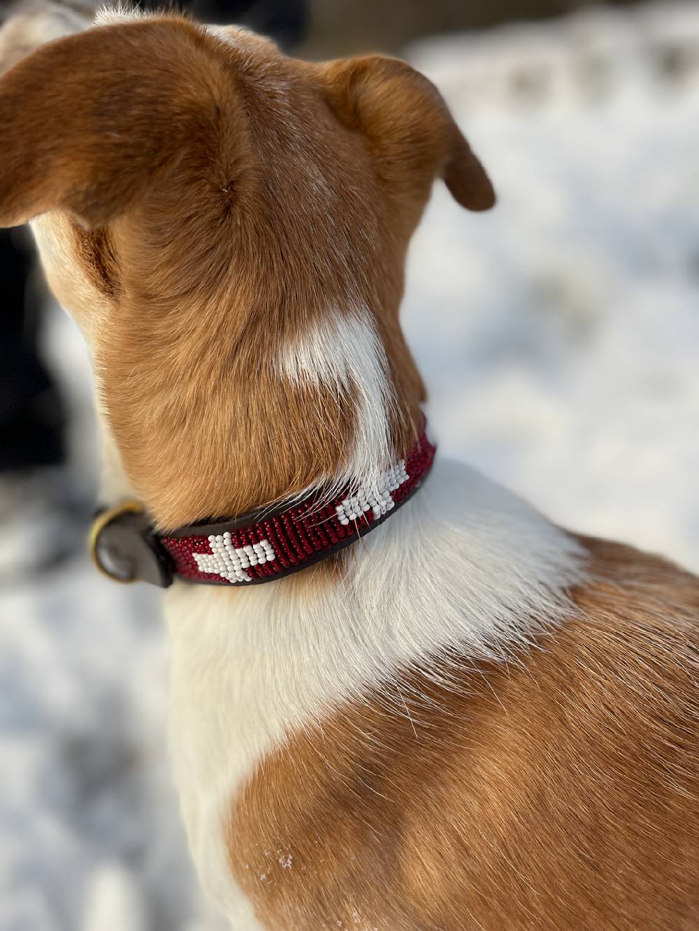 Spooks Dog Collar Beads Super Rabatt