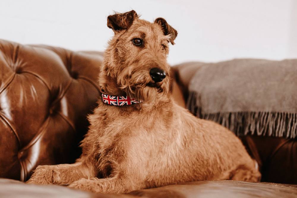 Spooks Hundehalsband Beads Speichern exportieren