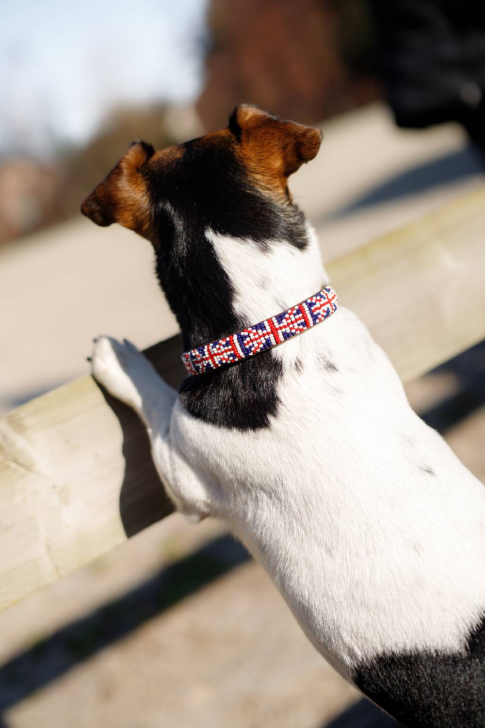 Spooks Hundehalsband Beads Speichern exportieren