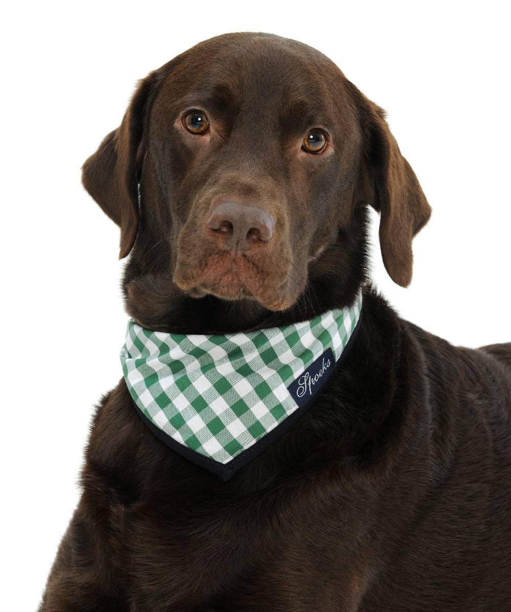 Spooks Dog Necker Chief Im Verkauf