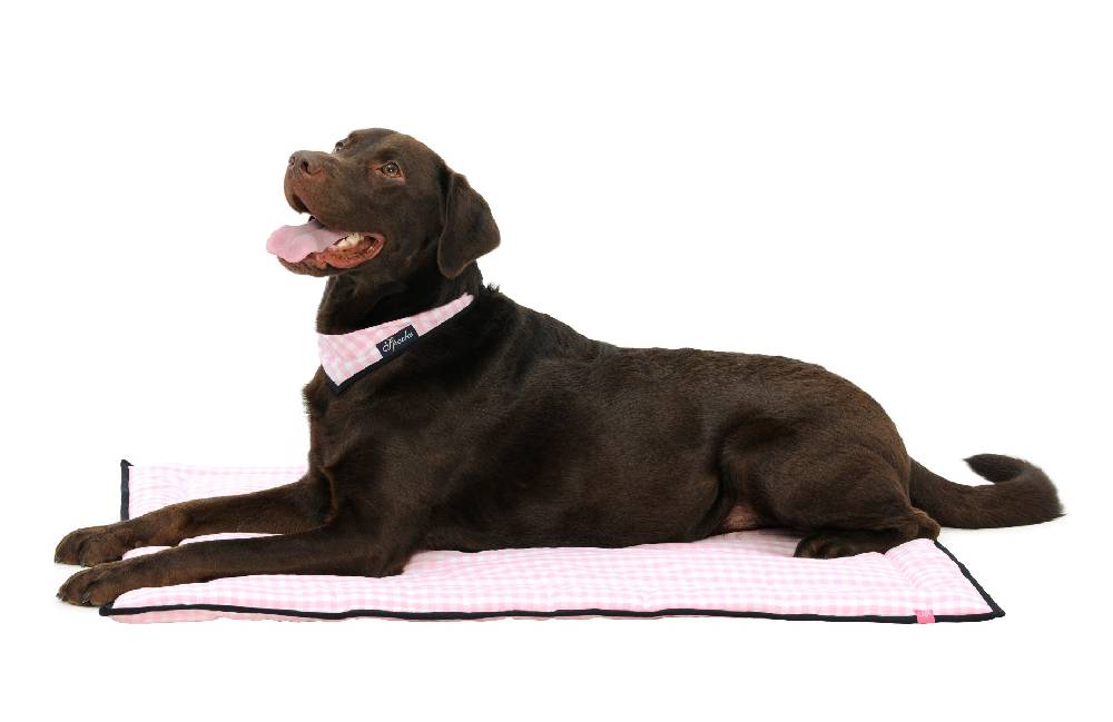 Spooks Dog Plaid 100 x 73 cm 2025