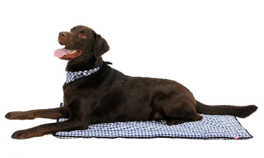 Spooks Dog Plaid 100 x 73 cm Online